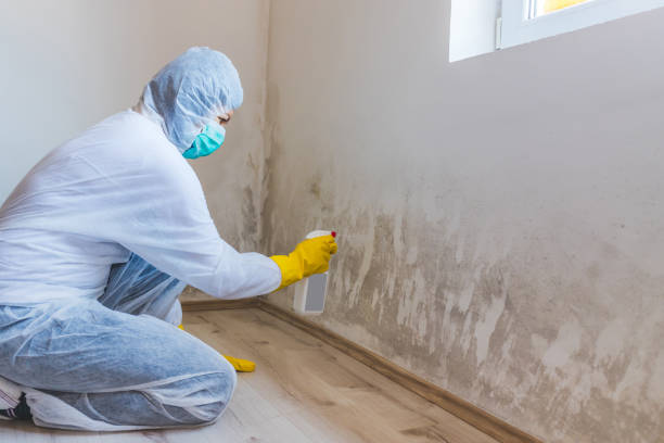Licensed Mold Remediation service in Upperville, VA - Cheap Mold Removal